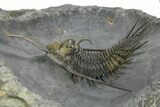 Spiny Psychopyge Trilobite - Top Quality Specimen #363026-1